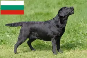 Read more about the article Bulgaristan’da Labrador yetiştiricileri ve yavru köpekler