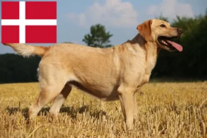 Read more about the article Danimarka’da Labrador yetiştiricileri ve yavru köpekler