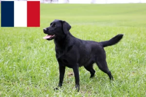 Read more about the article Fransa’da Labrador yetiştiricileri ve yavru köpekler