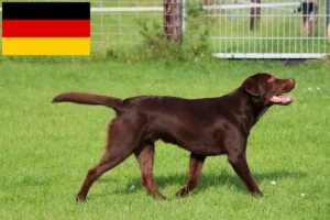 Read more about the article Almanya’da Labrador yetiştiricileri ve yavru köpekler