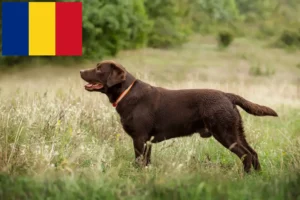 Read more about the article Romanya’da Labrador yetiştiricileri ve köpek yavruları