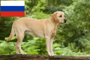 Read more about the article Rusya’da Labrador yetiştiricileri ve yavru köpekler