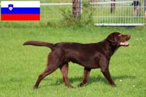 Read more about the article Slovenya’daki Labrador yetiştiricileri ve yavru köpekler