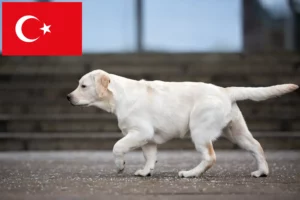 Read more about the article Türkiye’deki Labrador yetiştiricileri ve yavru köpekler