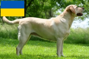 Read more about the article Ukrayna’da Labrador yetiştiricileri ve köpek yavruları