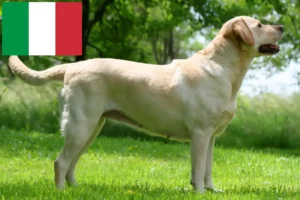 Read more about the article İtalya’da Labrador yetiştiricileri ve yavru köpekler