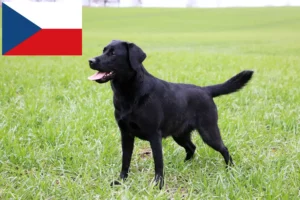 Read more about the article Çek Cumhuriyeti’ndeki Labrador yetiştiricileri ve yavru köpekler