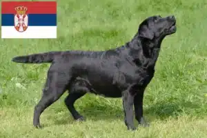 Read more about the article Sırbistan’da Labrador yetiştiricileri ve köpek yavruları