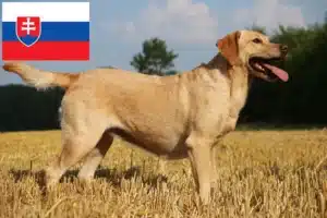 Read more about the article Slovakya’daki Labrador yetiştiricileri ve köpek yavruları