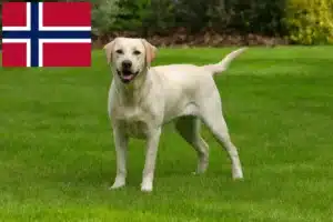 Read more about the article Norveç’teki Labrador yetiştiricileri ve yavru köpekler