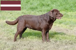 Read more about the article Letonya’daki Labrador yetiştiricileri ve köpek yavruları