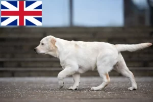 Read more about the article Büyük Britanya’daki Labrador yetiştiricileri ve yavru köpekler