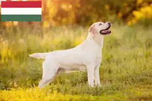 Read more about the article Macaristan’daki Labrador yetiştiricileri ve köpek yavruları