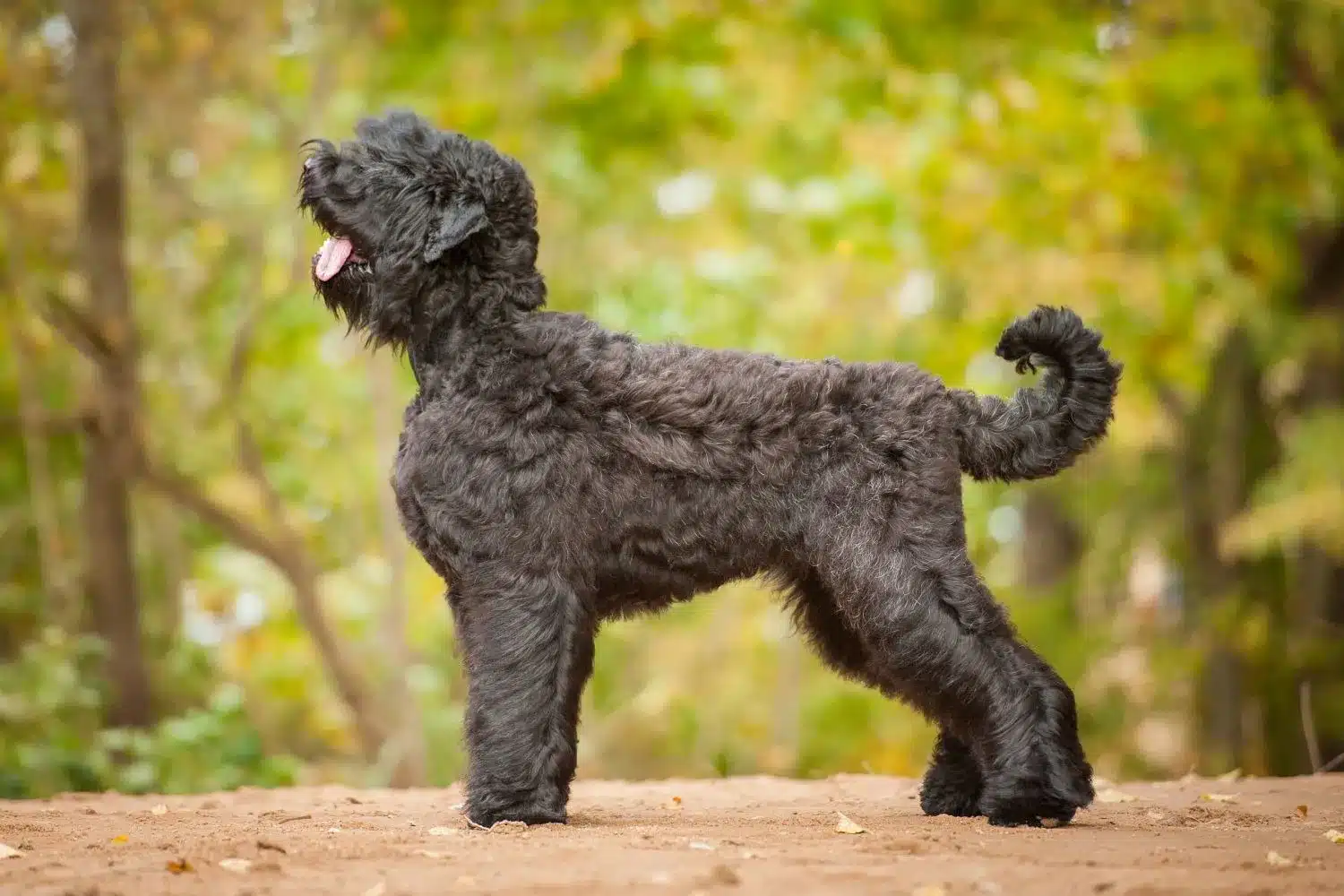 Read more about the article Russian Black Terrier Yetiştiricisi