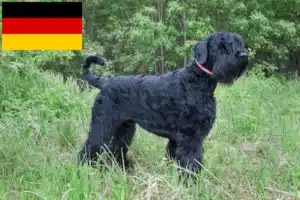 Read more about the article Almanya’da Russian Black Terrier yetiştiricileri ve köpek yavruları