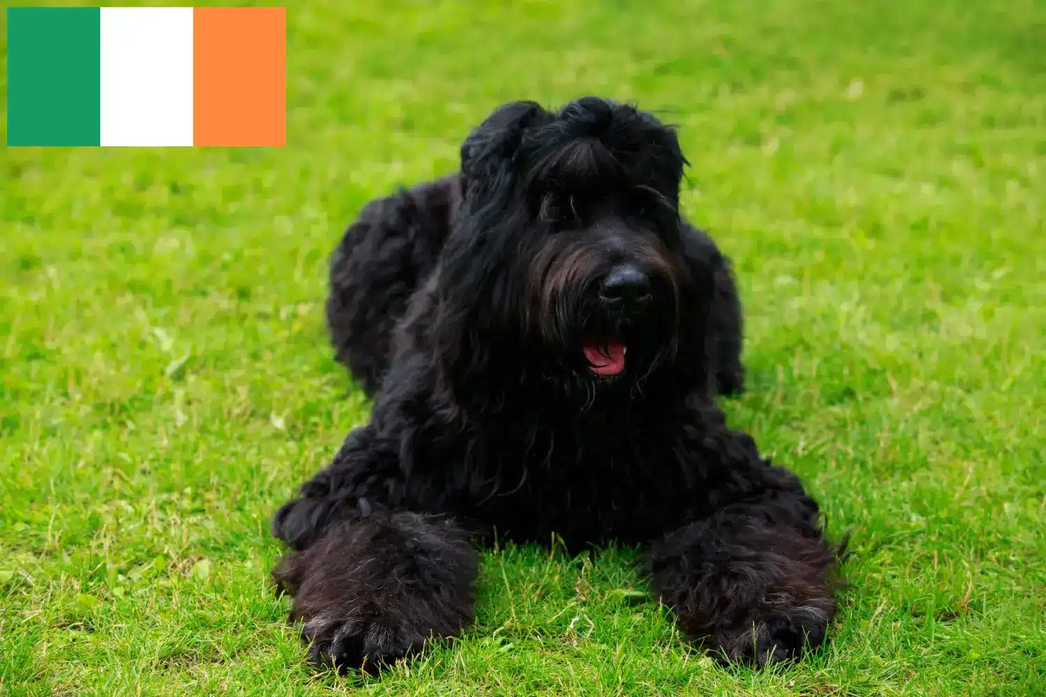 Read more about the article İrlanda’da Russian Black Terrier Yetiştiricisi ve Yavruları