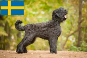 Read more about the article İsveç’te Russian Black Terrier yetiştiricisi ve yavruları