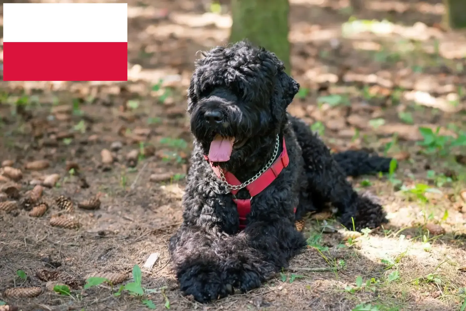 Read more about the article Polonya’da Russian Black Terrier Yetiştiricisi ve Yavruları