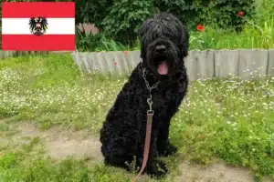 Read more about the article Avusturya’da Russian Black Terrier yetiştiricileri ve köpek yavruları