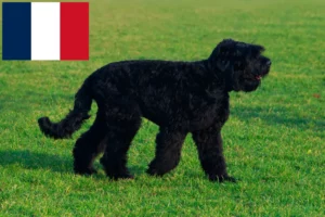 Read more about the article Fransa’da Russian Black Terrier Yetiştiricisi ve Yavruları