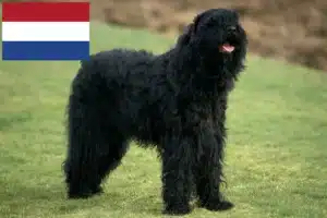 Read more about the article Hollanda’da Russian Black Terrier yetiştiricileri ve köpek yavruları