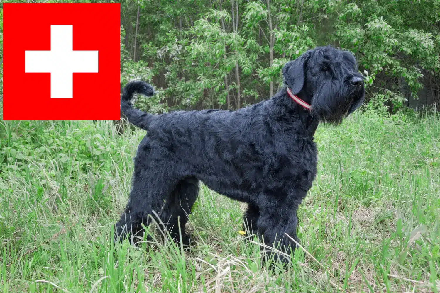 Read more about the article İsviçre’de Russian Black Terrier yetiştiricileri ve köpek yavruları