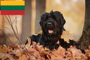 Read more about the article Litvanya’da Russian Black Terrier Damızlık ve Yavru