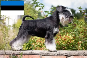 Read more about the article Estonya’daki Schnauzer yetiştiricileri ve köpek yavruları