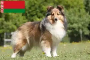 Read more about the article Beyaz Rusya’da Sheltie yetiştiricileri ve köpek yavruları