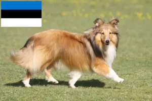 Read more about the article Estonya’daki Sheltie yetiştiricileri ve köpek yavruları