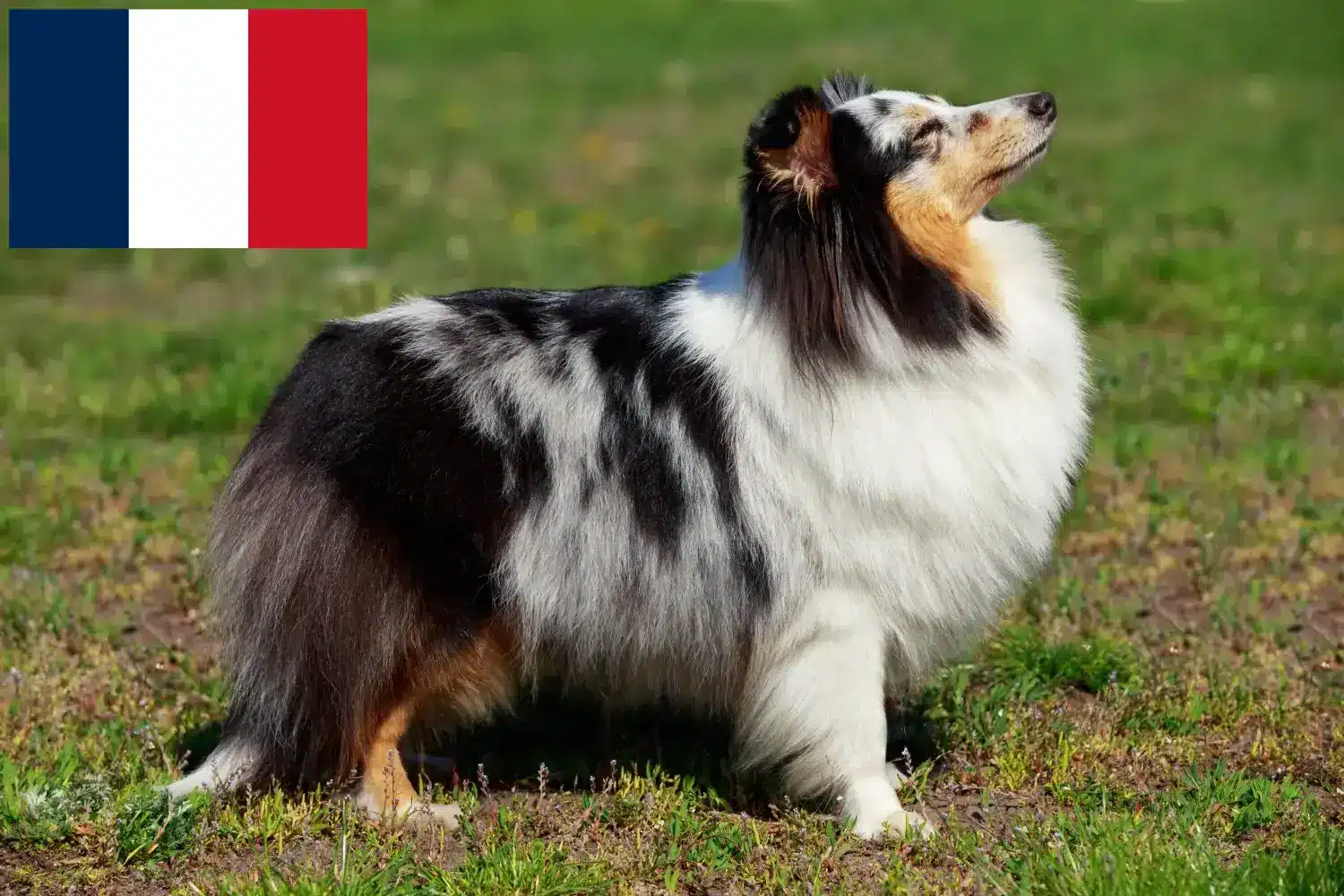 Read more about the article Fransa’da Sheltie yetiştiricileri ve yavru köpekler