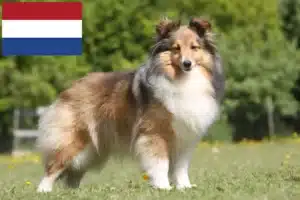 Read more about the article Hollanda’da Sheltie yetiştiricileri ve yavru köpekler