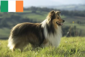 Read more about the article İrlanda’da Sheltie yetiştiricileri ve köpek yavruları