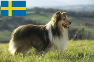 Read more about the article İsveç’te Sheltie yetiştiricileri ve yavru köpekler