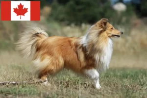 Read more about the article Kanada’da Sheltie yetiştiricileri ve yavru köpekler