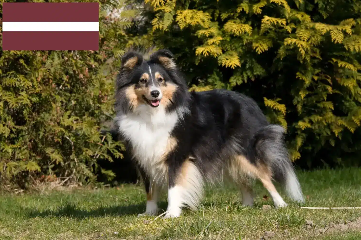 Read more about the article Letonya’da Sheltie yetiştiricileri ve köpek yavruları