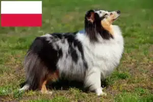 Read more about the article Polonya’da Sheltie yetiştiricileri ve köpek yavruları