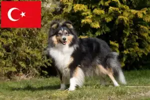 Read more about the article Türkiye’deki Sheltie yetiştiricileri ve köpek yavruları