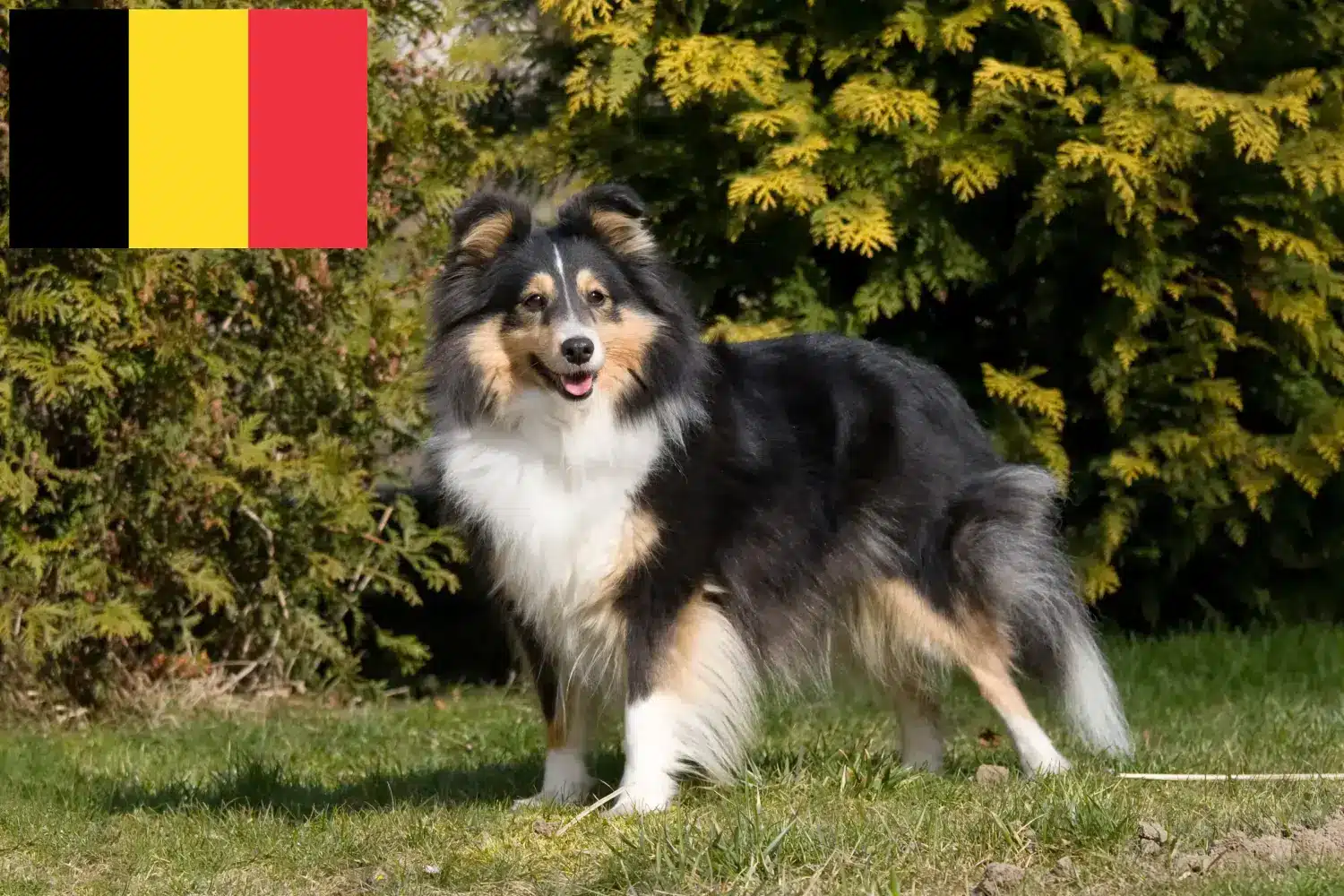 Read more about the article Belçika’da Sheltie yetiştiricileri ve köpek yavruları