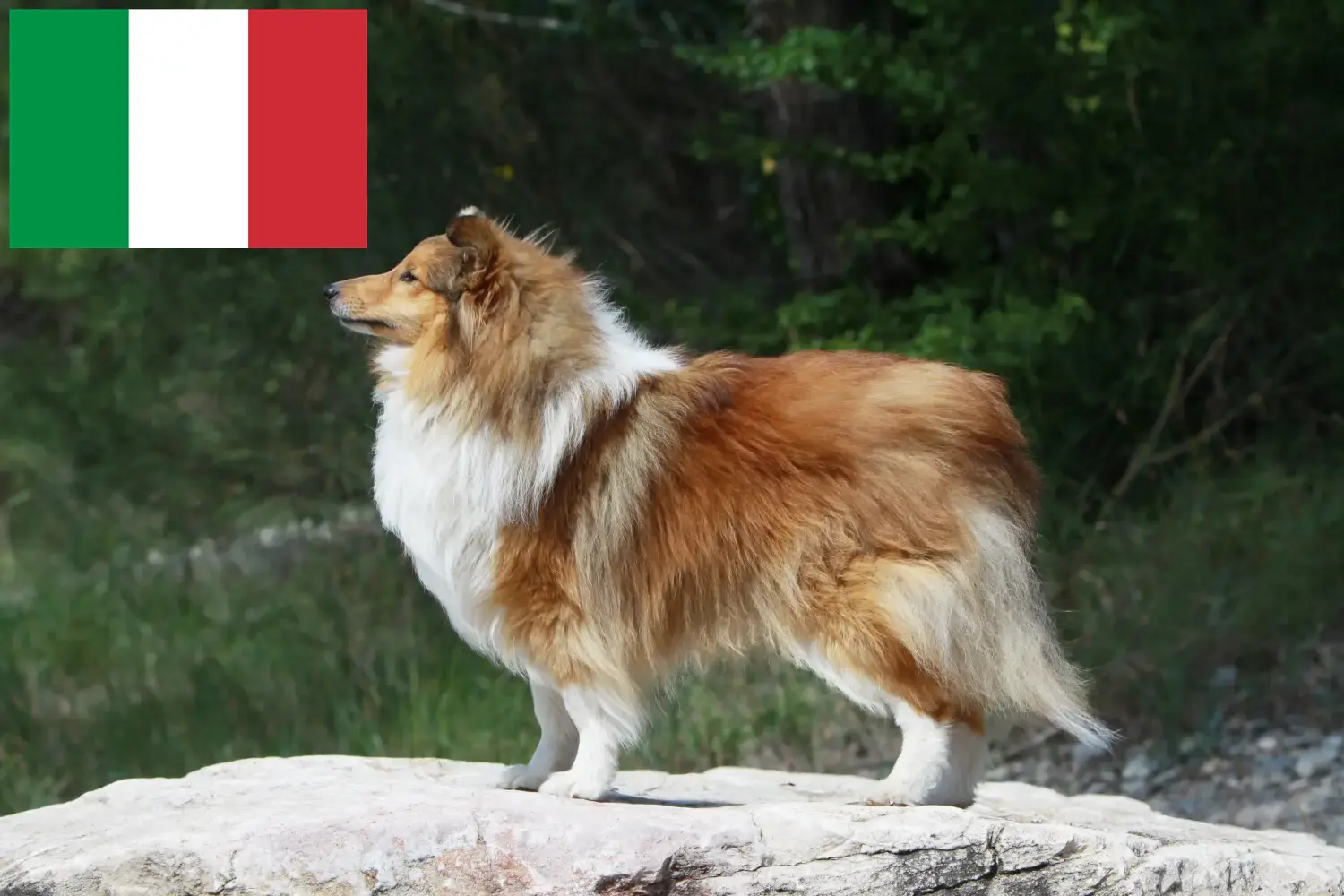 Read more about the article İtalya’da Sheltie yetiştiricileri ve köpek yavruları