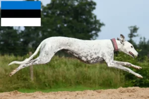 Read more about the article Estonya’daki Tazı yetiştiricileri ve köpek yavruları