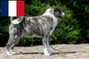 Read more about the article Fransa’da Akita yetiştiricileri ve yavru köpekler