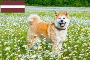 Read more about the article Letonya’da Akita yetiştiricileri ve yavru köpekler