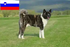 Read more about the article Slovenya’da Akita yetiştiricileri ve yavru köpekler