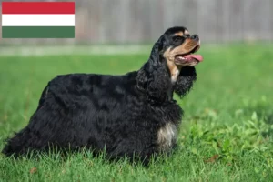 Read more about the article Macaristan’da Amerikan Cocker Spaniel yetiştiricileri ve köpek yavruları