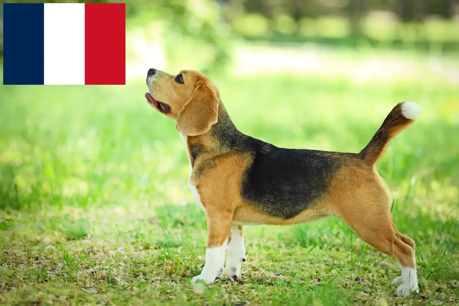 Read more about the article Fransa’da Beagle yetiştiricileri ve yavru köpekler