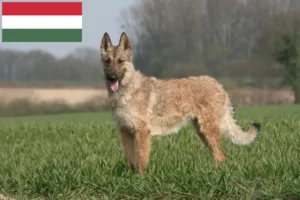 Read more about the article Macaristan’da Belçika Çoban Köpeği Yetiştiricisi ve Yavruları