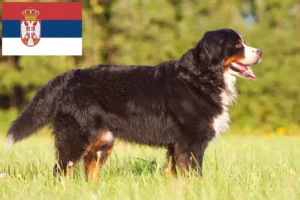 Read more about the article Sırbistan’da Bernese Dağ Köpeği Yetiştiricisi ve Yavruları