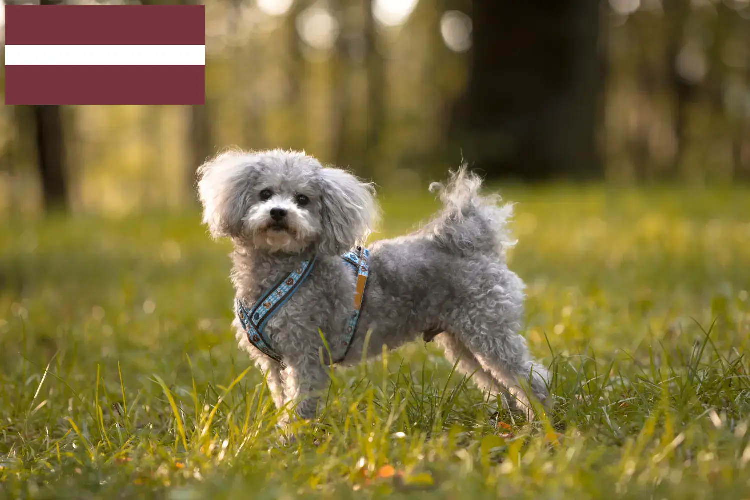 Read more about the article Letonya’da Bolonka Zwetna yetiştiricileri ve köpek yavruları