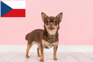 Read more about the article Çek Cumhuriyeti’ndeki Chihuahua yetiştiricileri ve yavru köpekler